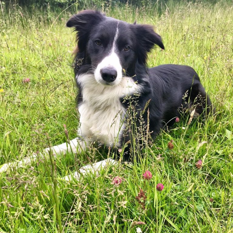 Barking Mad Dog Care discuss dog hay fever and how to help if your dog suffers