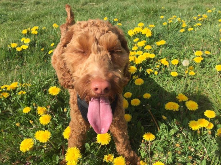 many dogs suffer from hay fever - Barking Mad provide their top tips for dealing with hay fever in dogs