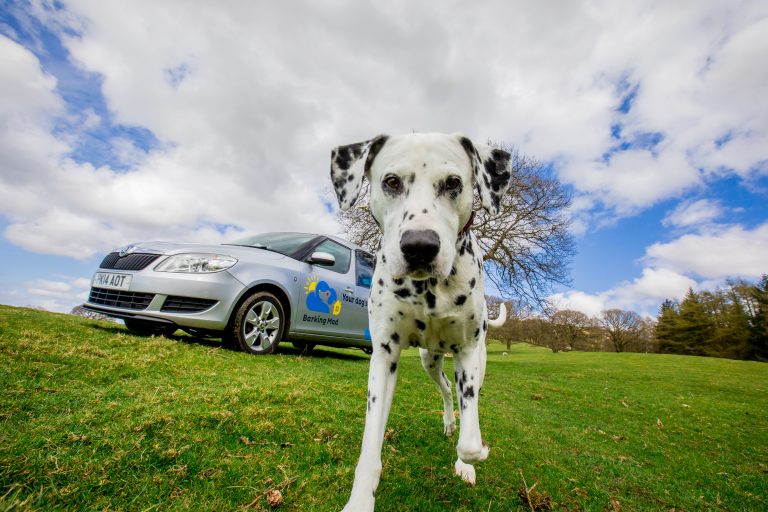 Barking Mad dog sitters look at the best cars for dogs