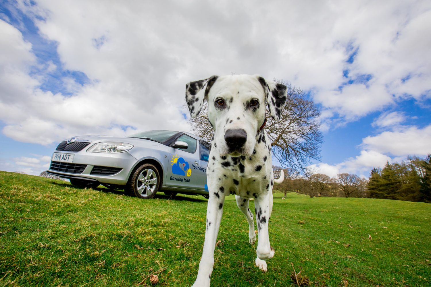 The Best Cars for Dogs Barking Mad UK