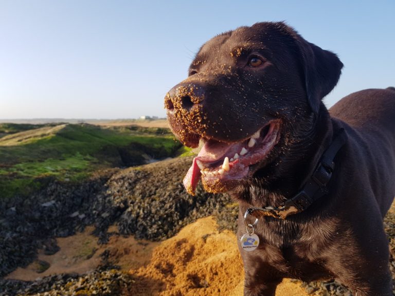 Chocolate Labrador Dog On A Beach