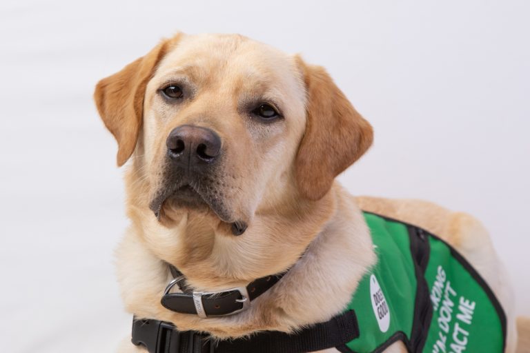 Labradors are considered easy to train and are often selected to be assistance dogs like Prince