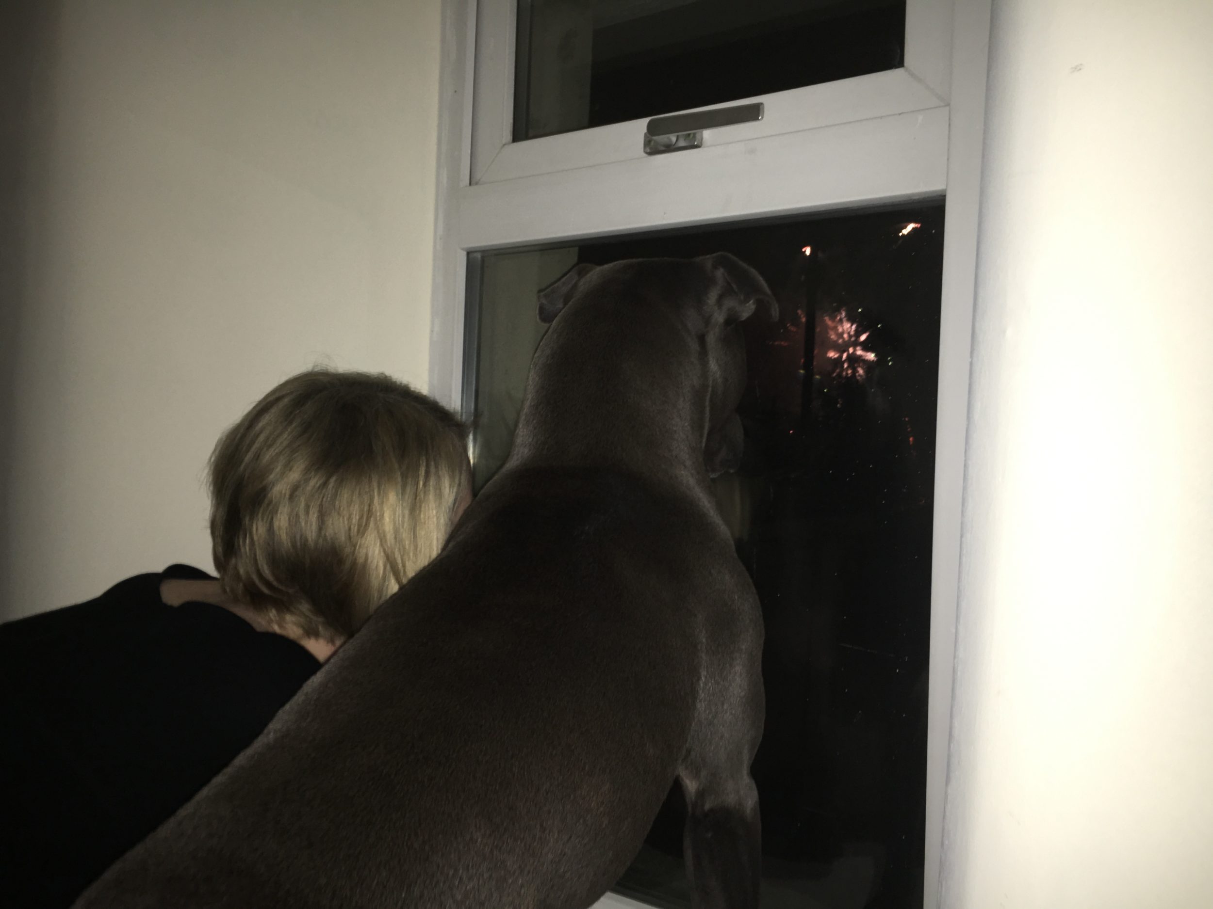 If your dog is scared of fireworks, there are many tips and tricks you can use to make them feel calmer