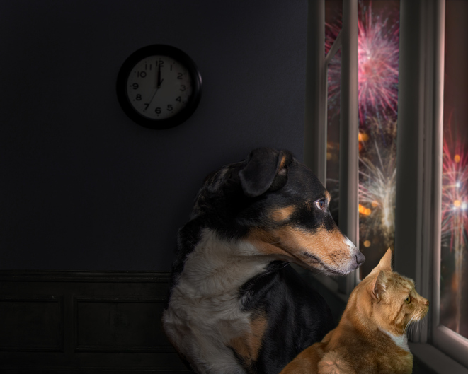 Dog And Cat Looks Out The Window And Watching The Fireworks
