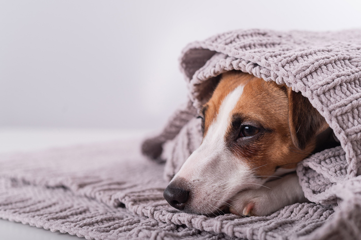 A Cute Little Dog Lies Covered With A Gray Plaid. The Muzzle Of A Jack Russell Terrier Sticks Out From Under The Blanket