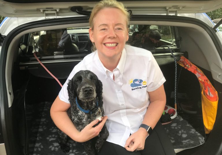 Spaniel In Car With Barking Mad Dog Sitter