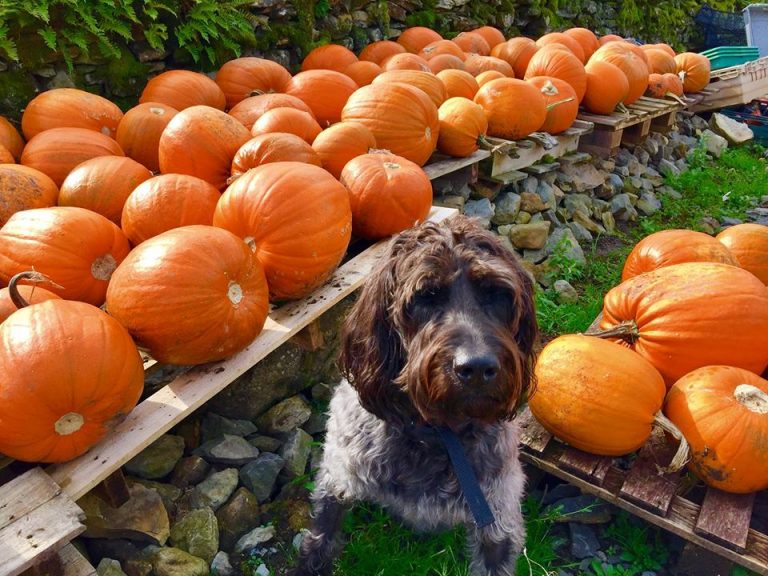 This Halloween Barking Mad explore whether dogs can eat pumpkin