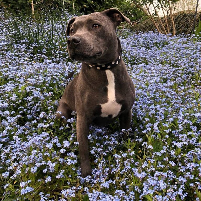 tan and white staffordshire bull terrier