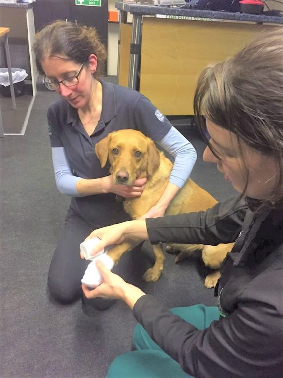 It is important to take your dog for regular check ups with their vet