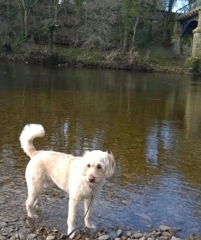 Dog On A Walk At Crook O'lune Near Lancaster