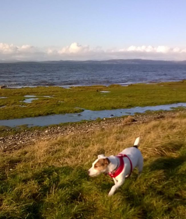 Dog Walk On The Shore At Morecambe Bay