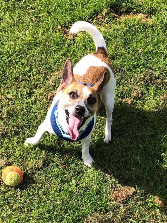 Happy dog holidays with Barking Mad mean wagging tails