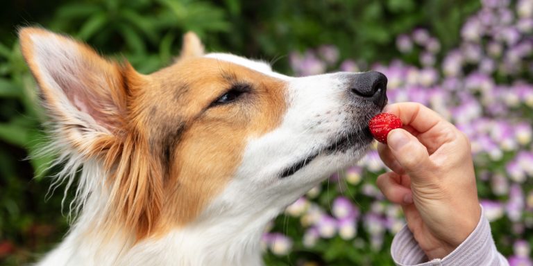 Woman Is Feeding Her Mixed Breed Dog With A Strawberry, Healthy Goodies, Fruits And Vegetables, Header