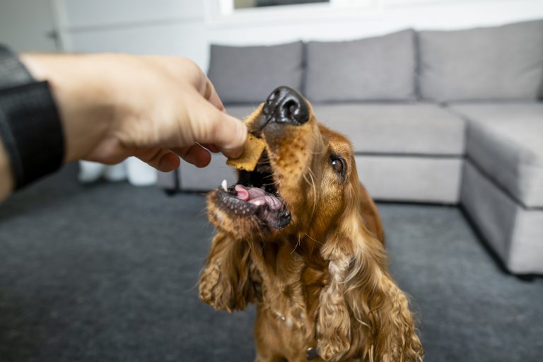 Treats For A Good Boy!