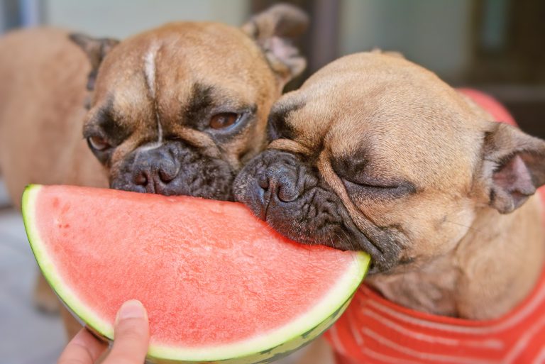 French Bulldog Dog Being Raw Watermelon Fruit