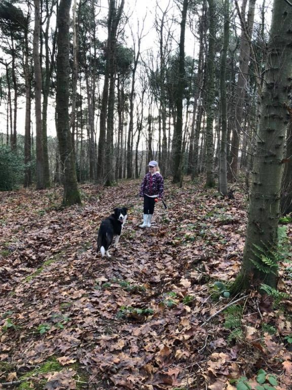 Woodland Dog Walk Near Carnforth