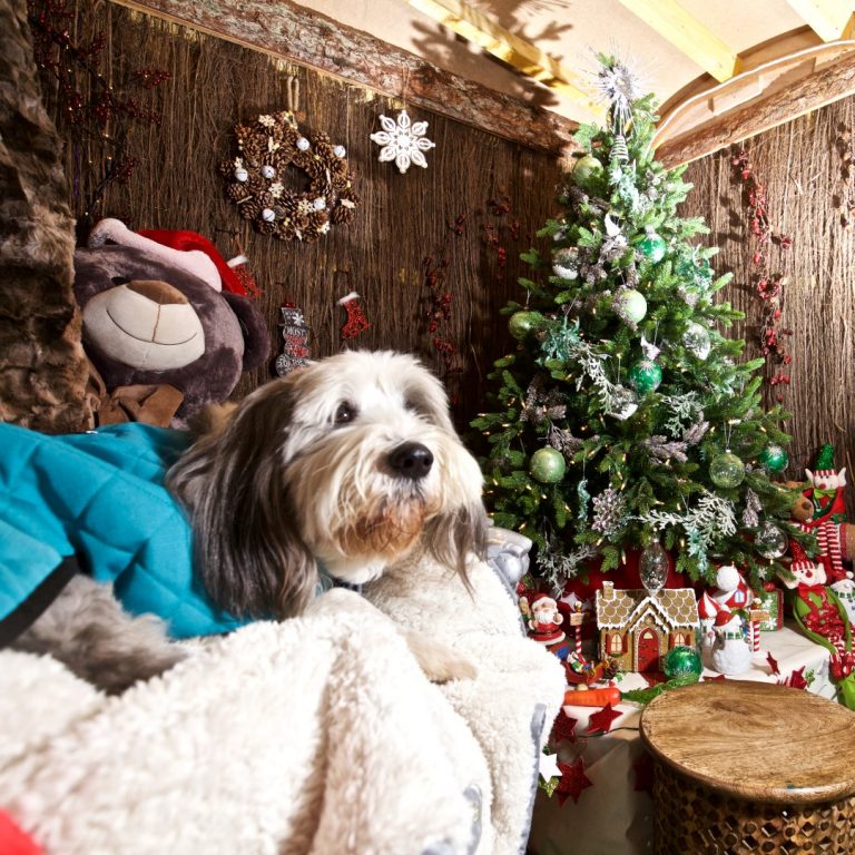 Check out our top tips for how to travel with your dog at Christmas