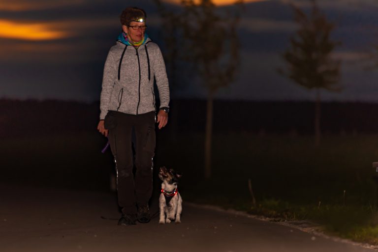 Woman Goes With A Dog Walking In The Autumn At Night With Heard Torch Jack Russell Terrier