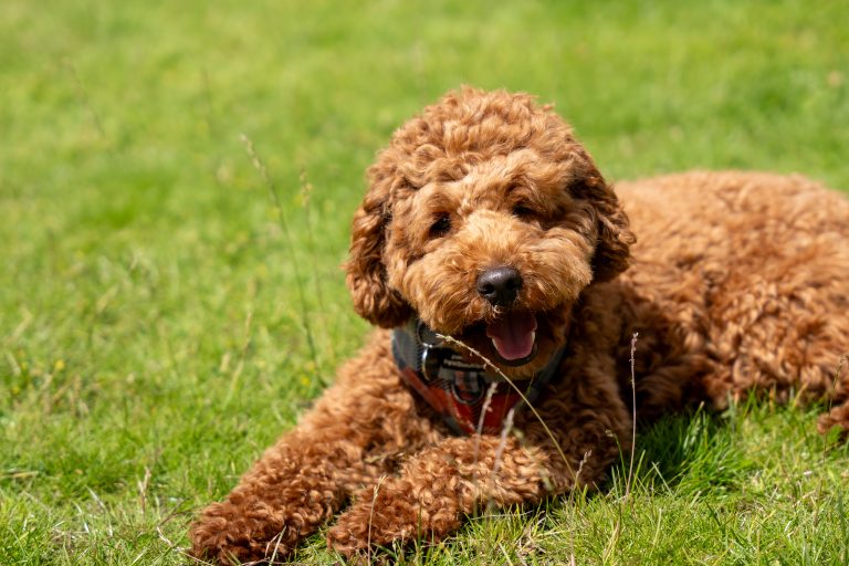 Brown cockapoo dog lying on the grass on a sunny day
