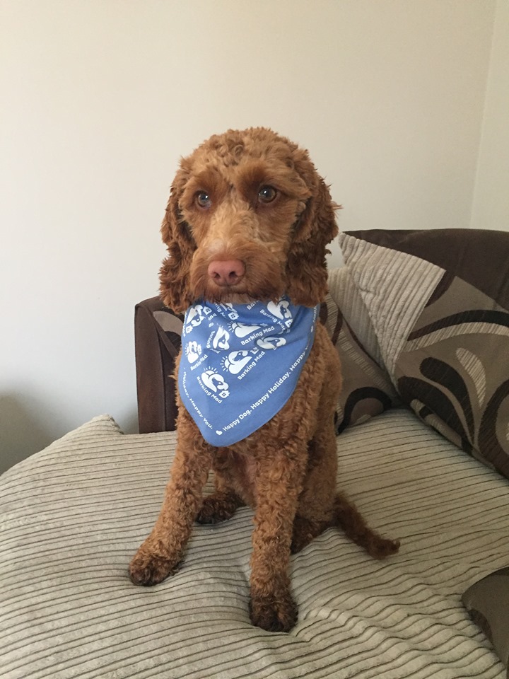 are cockapoos a recognised breed