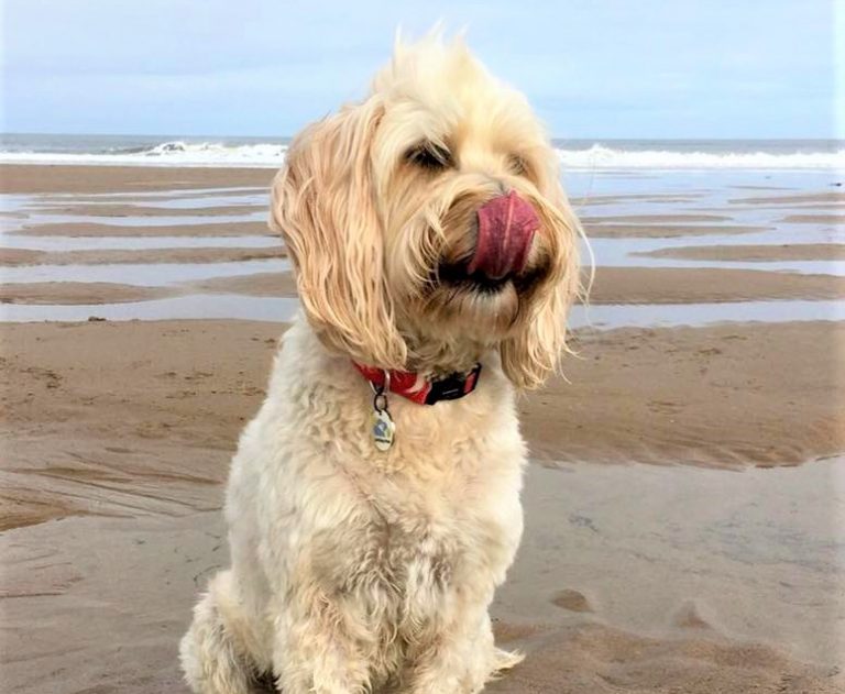 If you are wondering why do dogs lick their lips we answer the question here