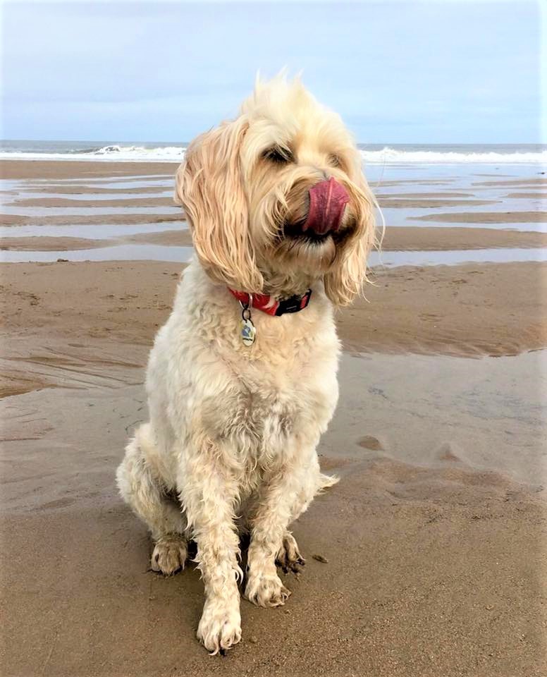 Why do Dogs Lick their Lips? - Barking Mad - UK.COM