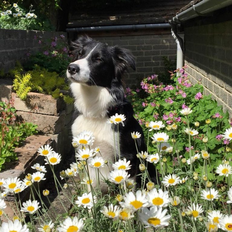 Which plants are poisonous to dogs is a common concern for dog owners, Barking Mad dog sitters explore the topic hereo dogs?