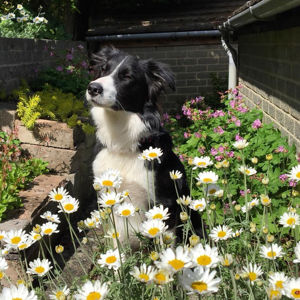 is rhubarb leaves poisonous to dogs