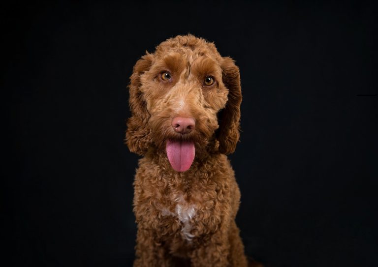 Owning a cockapoo could be perfect for you if you have lots of time to devote to a dog.