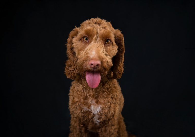 are cockapoos a recognised breed