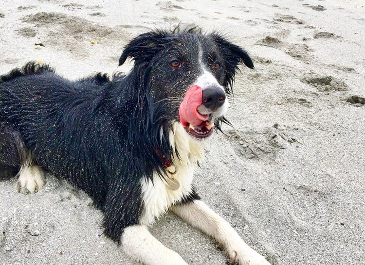 Border Collie Dog Licking Its Lips