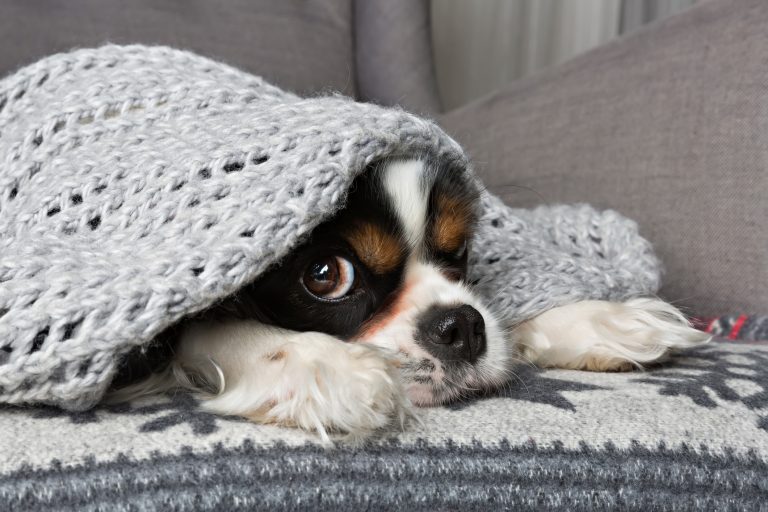 Dog Under The Blanket scared fireworkss