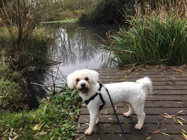 Dog enjoying the countryside In the Bristol area