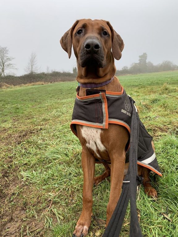 Dog Enjoying A Walk In Gloucestershire with Barking Mad dog sitters