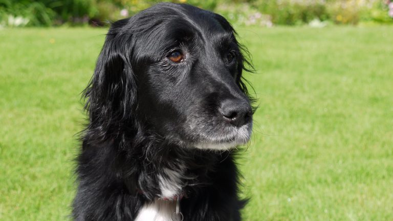 Dog Enjoying The Buckinghamshire Countryside with Barking Mad dog sitters