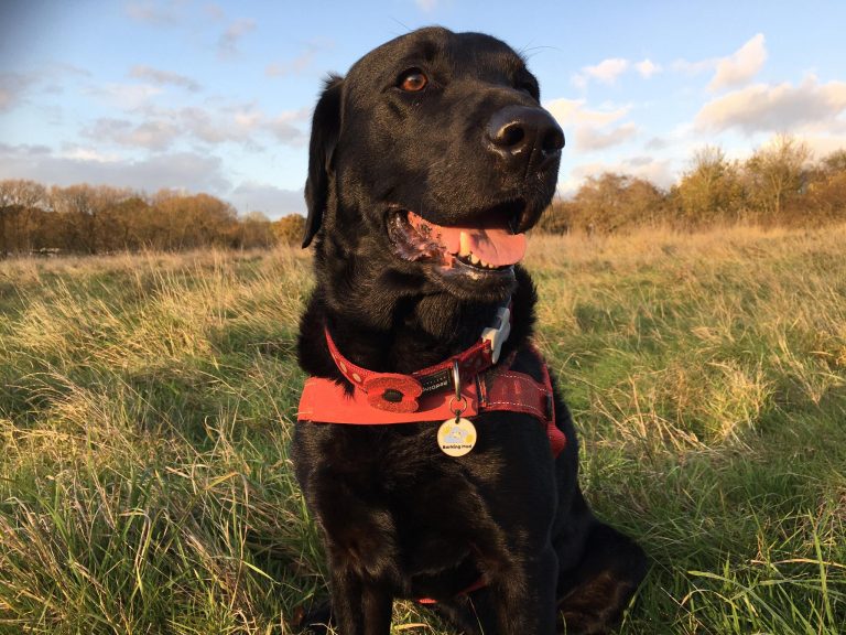 Dog enjoying the countryside near Bristol with Barking Mad Bristol