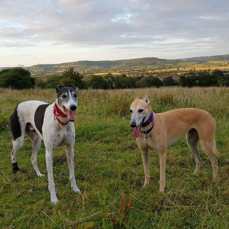 Dogs Enjoying A Gloucestershire walk with Barking Mad dog sittersk 