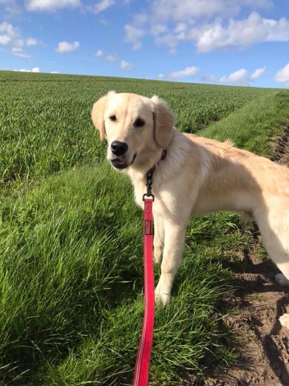 CountyDurham Barking Mad UK