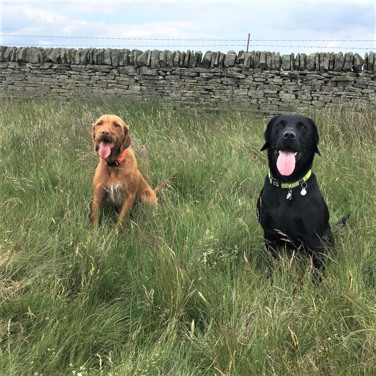 CountyDurham Barking Mad UK