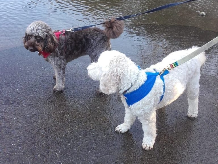 2 Enjoying A Country Walk