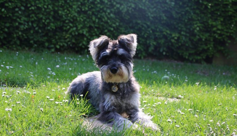 Barking Mad doggy day care is the home from home alternative