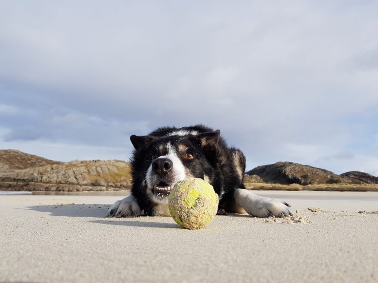 Barking Mad doggy day care provides a happy and fulfilled daily routine for your dog