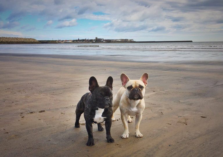 Dogs On A Beach In East Sussex