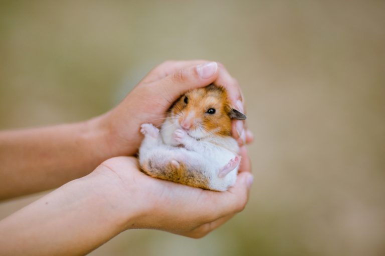 Child Hands Holding A Dwarf Hamster