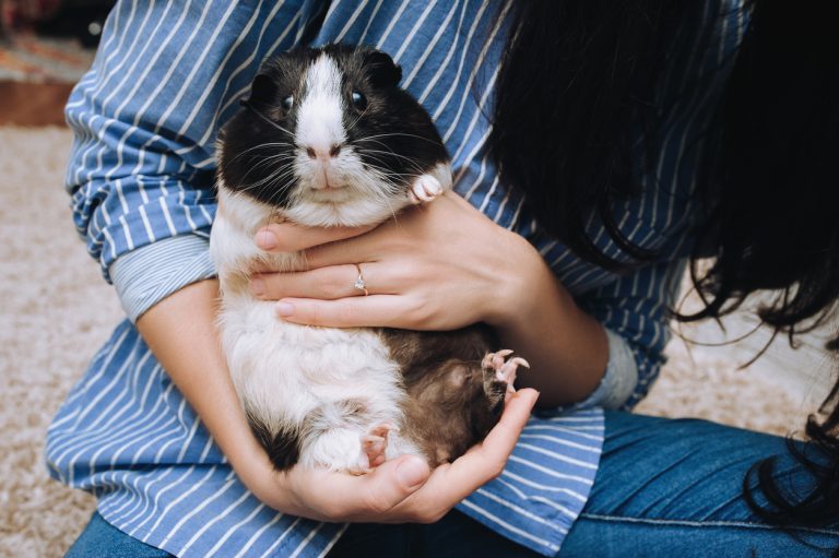 The Girl And The Owner Keeps A Guinea Pig With A Large Mustache In Her Arms And Sells It. Favorite Pet And Fat Animal.