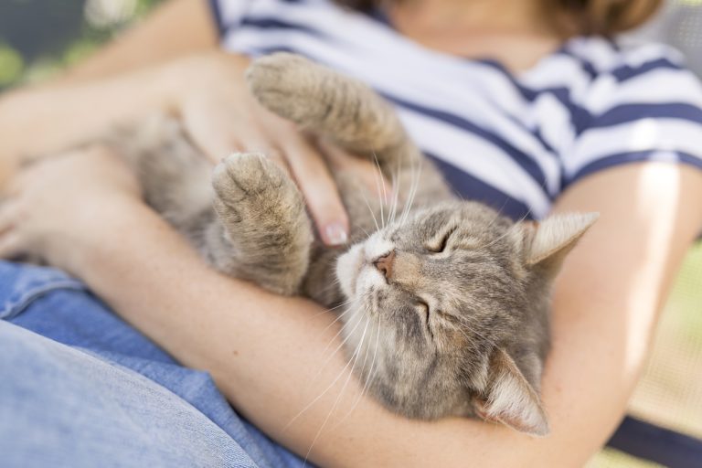 Top view of a furry tabby cat lying on its owner's lap, enjoying being cuddled and purring.