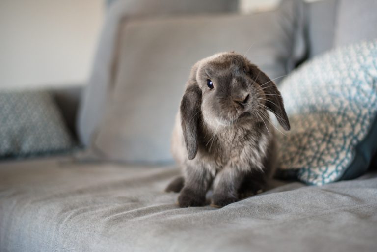 Cute grey Bunny On The Sofa