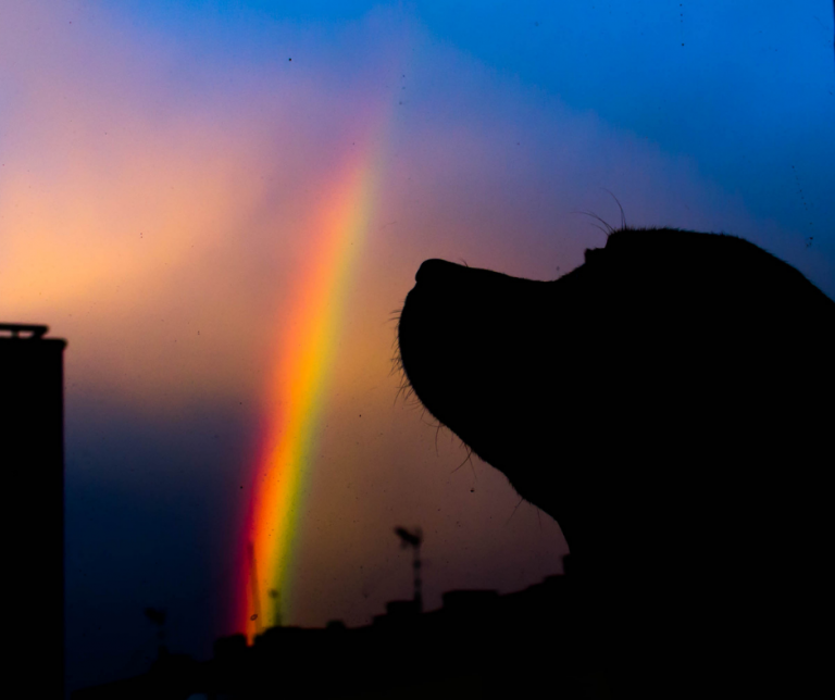 dog looking at sky with rainbow