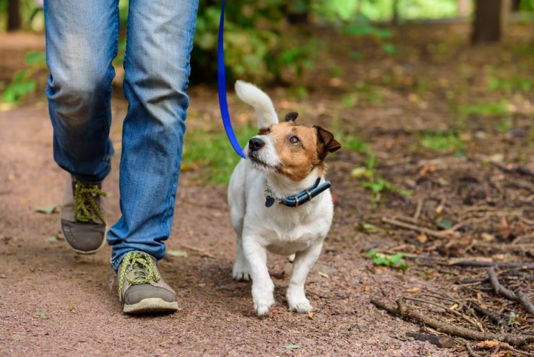 Concept Of Healthy Lifestyle With Dog And Man Hiking Outdoor