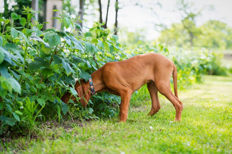 Curious Vizsla Puppy Sniffing Around Garden.